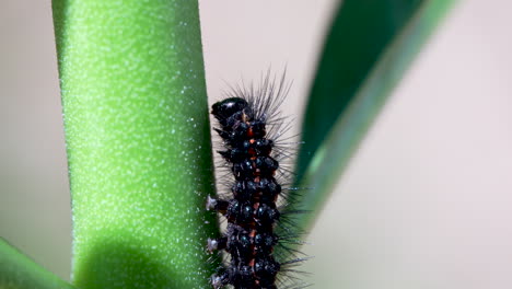 close up of a wooly bear magpie moth caterpillar