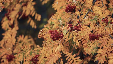 A close-up of the rowan tree