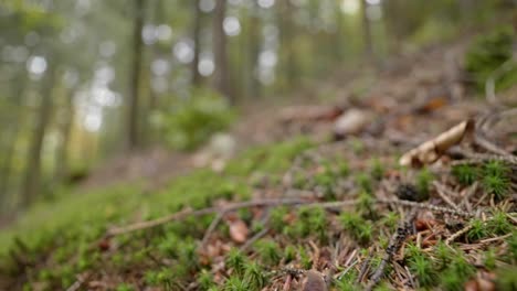 Un-Suelo-De-Bosque-En-El-Bosque-De-Otoño-2