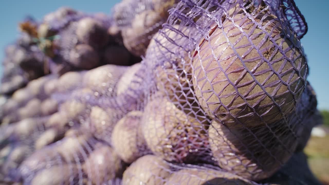 cosecha de remolacha con alimentos ecológicos