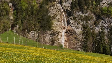 springtime view of sulzbachfall waterfall in glarus, switzerland, cascading over a forested cliff into a meadow filled with blooming yellow flowers