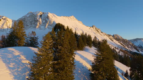 Flying-over-the-lush,-green-fir-tree-forest-of-Switzerland-with-the-stunning-Alpine-Summit-in-the-background-on-a-bright-winter-sunset---Aerial-shot