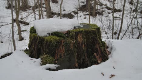 ein alter baumstamm, der mit moos bedeckt und mit etwas schnee bedeckt ist