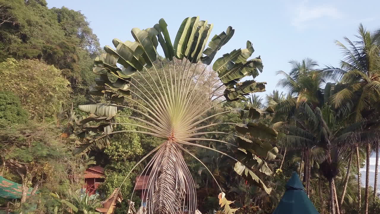 toma aérea flotando cerca de una palmera alta y extraña del viajero, ravenala madagascariensis, en la playa de punta banco, costa rica