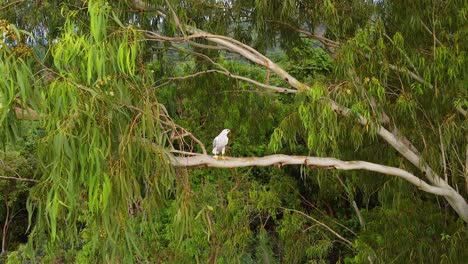 Cometa-De-Cabeza-Gris-Posada-En-La-Rama-De-Un-árbol-En-La-Selva,-Columbia