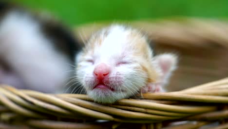 tiny kittens in a basket