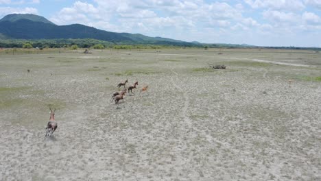 antelopes running in field, 4k, aerial video