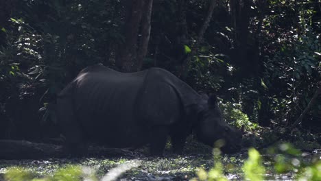 a one horned rhino grazing in the wetlands of the chitwan national park in nepal