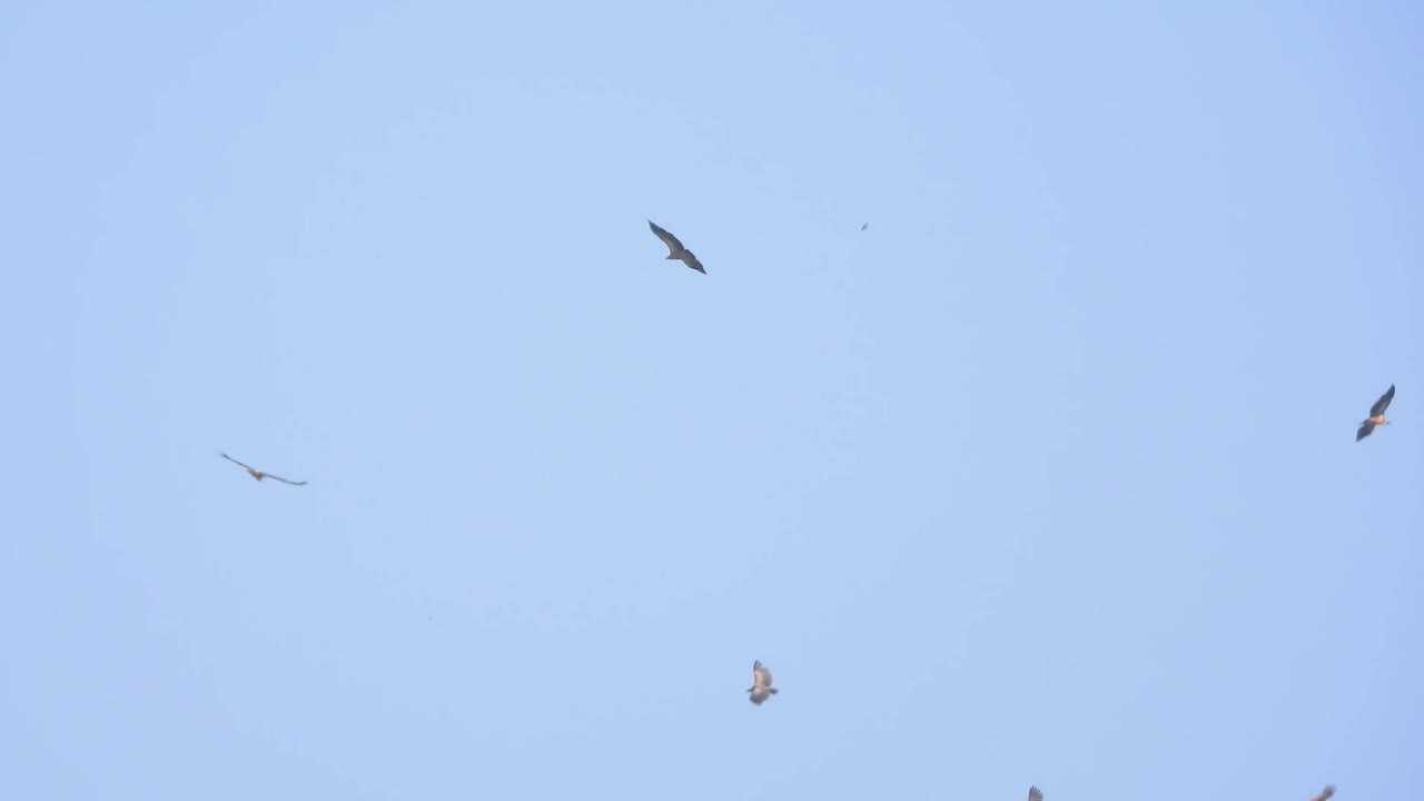 Vultures Soaring in the Sky