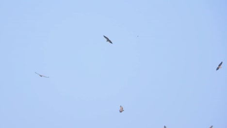 vultures soaring in the sky