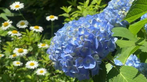 Blue-hydrangea-blossoms-with-white-daisies-in-a-lush-garden-on-a-sunny-day