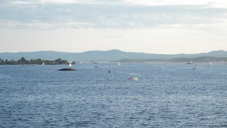 seascape of vessels in scandinavian fjord, golden hour - static