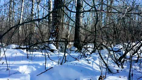 A-pet-husky-wolf-dog-explores-the-forest-on-a-cold-and-sunny-winter-day