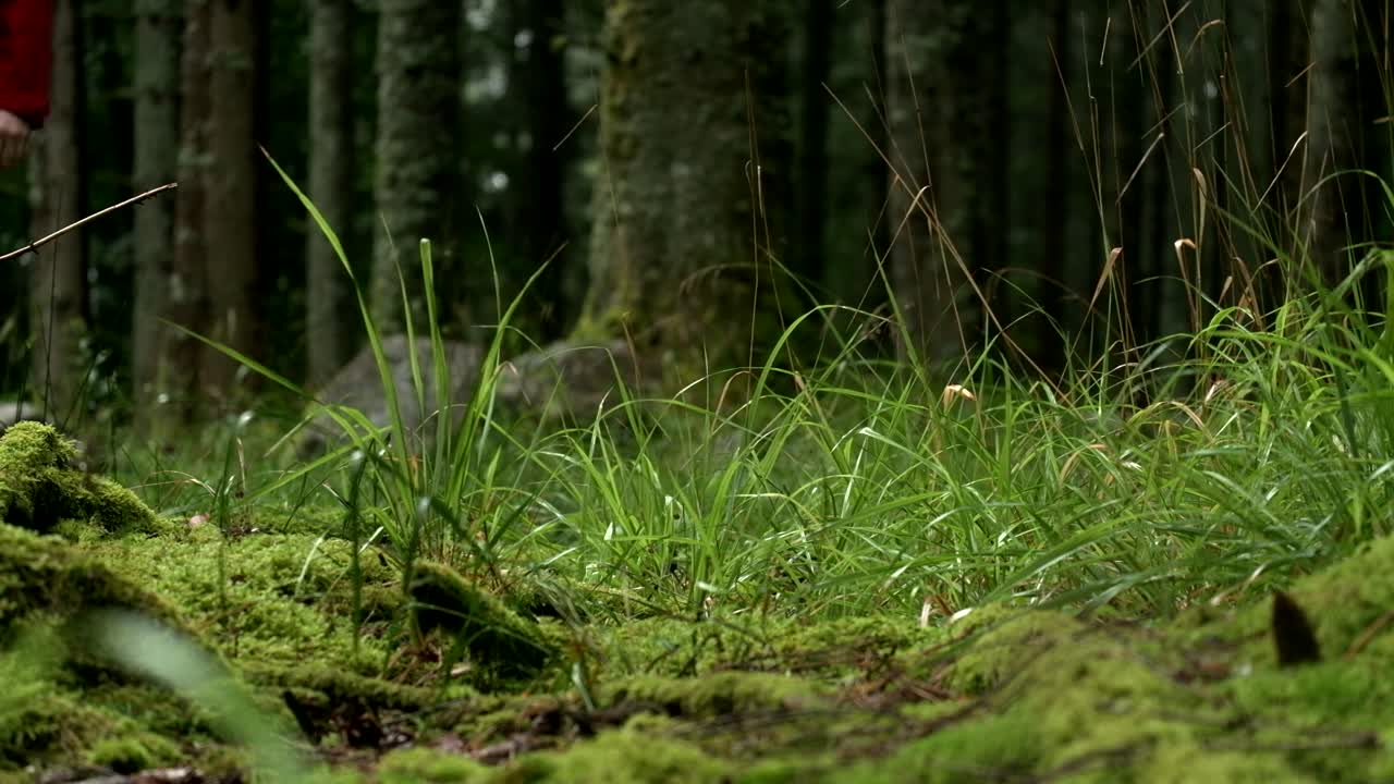 A lone hiker in a red jacket walks silently among old tall trees in a dense, tranquil forest in the background with grass on the foreground