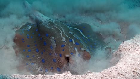 blue spotted ribbontail ray digging in sand searching for food