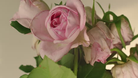 florero con rosas rosadas, la mitad de las flores marchitas, girando