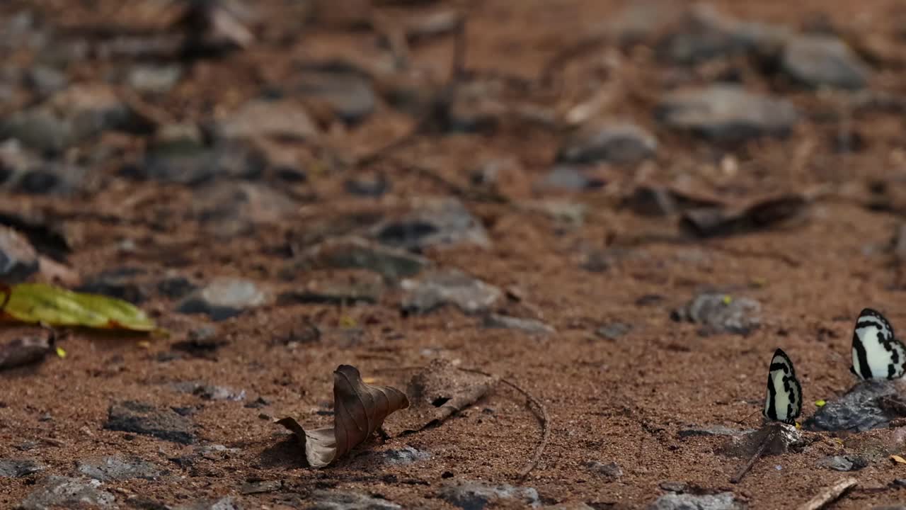 A group of butterflies flutters and rests on a leaf-strewn forest floor, showcasing delicate wing patterns.