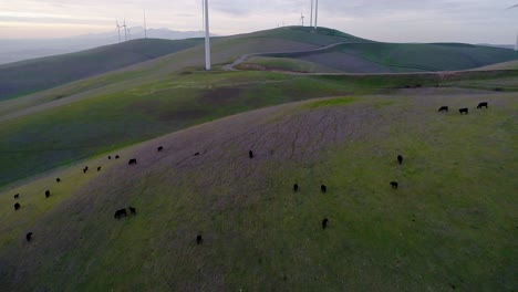 forward dolly and tilt up passing over cattle revealing wind turbines at dusk