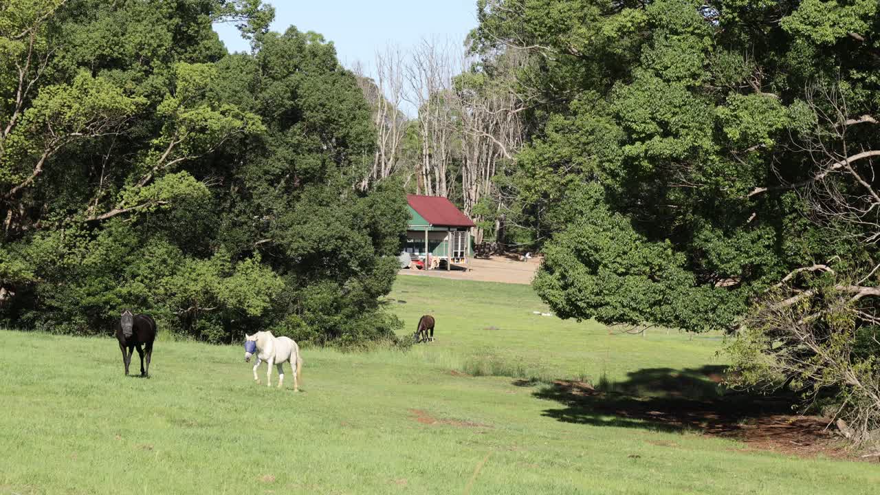 세 마리의 말들이 울창한 초록 에서 돌아다니며 먹이를 먹습니다.