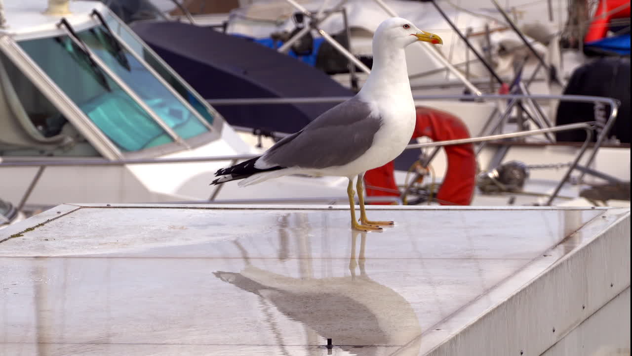 Close up of a seagull standing on a white boat docked in a harbour