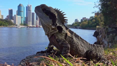 el primer plano de un dragón de agua se calienta al sol de la mañana con vistas al río.