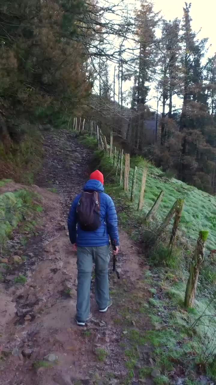 Hiker on a Trail in a Forest