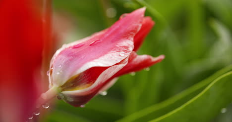 Agriculture-Red-Tulip-At-Flowers-Plantation-In-Holland