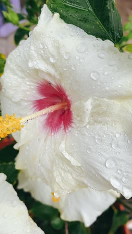 primer plano de una flor de hibisco húmeda