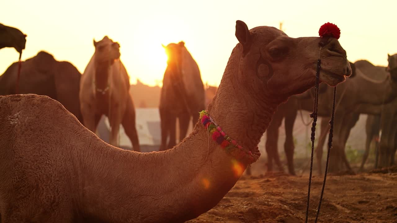 푸쉬카르 박람회에서 슬로우 모션의 낙타, 또한 푸쉬카르 낙타 박람회 또는 지역적으로 카르티크 멜라 (kartik mela) 라고 불리는 인도 푸쉬카르 라자스탄 시에서 매년 열리는 다일 축산 박람회 및 문화 박람회입니다.
