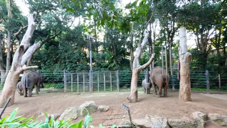elephants explore their enclosure at melbourne zoo, surrounded by lush greenery and natural light, creating a serene atmosphere