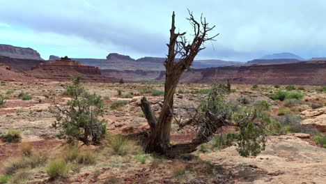 Verkleinern-Sie-Den-Kahlen-Baum-In-Der-Wüstenlandschaft-Im-Hinterland-Von-Utah