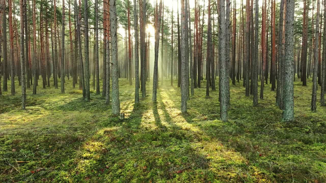 Drönare flyger framåt i nordisk tallskog med varmt solljus och morgondimma