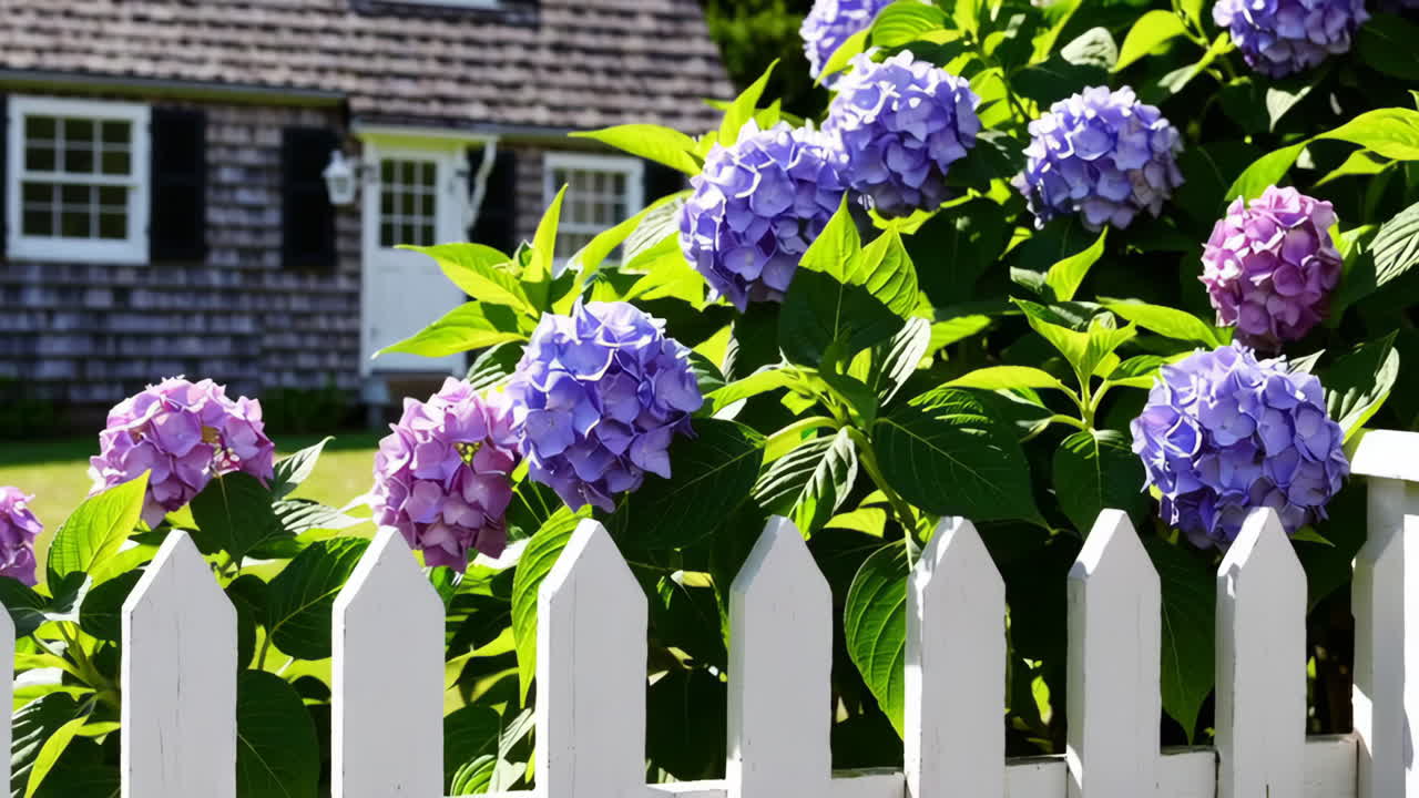 Vibrant Hydrangeas Blooming by a White Picket Fence in Front of a House