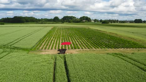 Vista-Aérea-Del-Dosel-Rojo-Cerca-De-Campos-De-Trigo-Y-Fresas,-Letonia