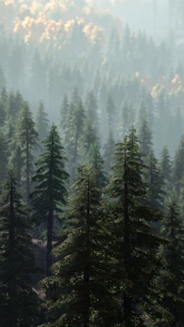 a misty forest with tall pine trees