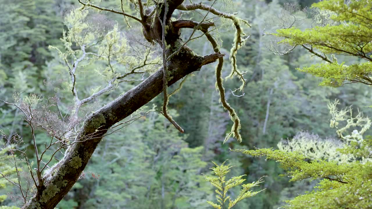 Camera slowly pans right over moss-covered tree branch, revealing dense green forest background