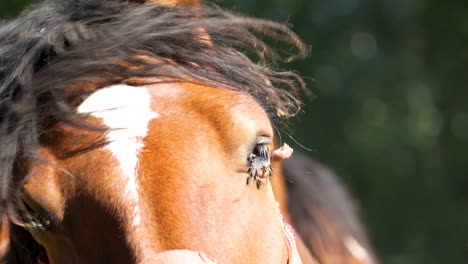 close-up of a horse’s face with a windswept mane, sunlight illuminating its eye and facial features, capturing a natural moment