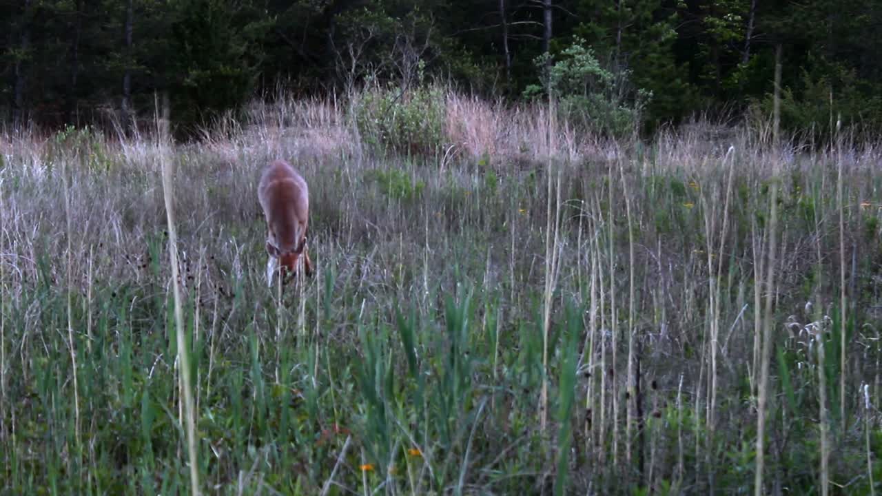 Serene scene of a deer grazing amid tall grass in Indiana Dunes National Park. The golden hour light enhances the tranquil mood of this rich natural landscape. No people present