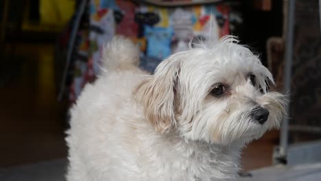 adorable white fluffy puppy