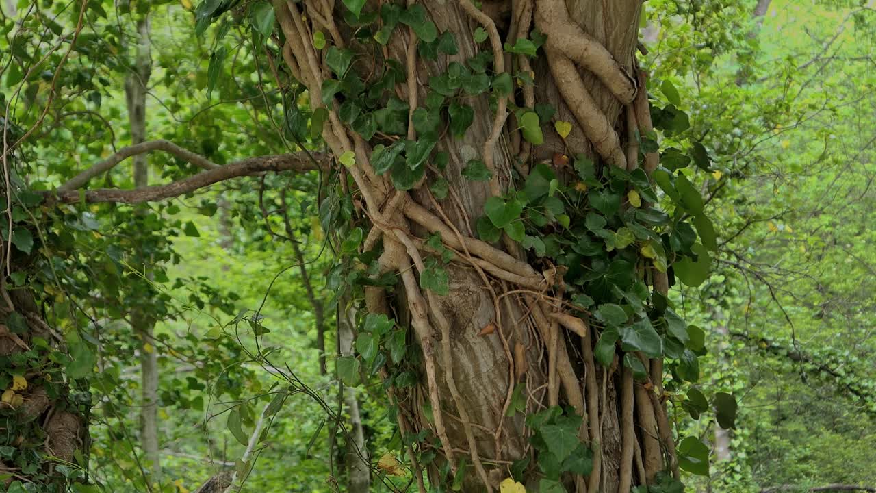 lianas y hiedra envueltas alrededor de los árboles de manera simbiótica, ecosistema en el bosque