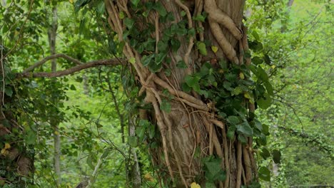 Lianas-and-ivy-wrapped-around-trees-in-symbiotic-way,-ecosystem-in-forest