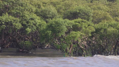 árboles de manglar en el camino de sea_carter bandra