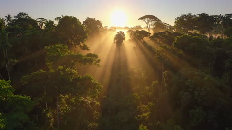 sunrise over the rainforest canopy