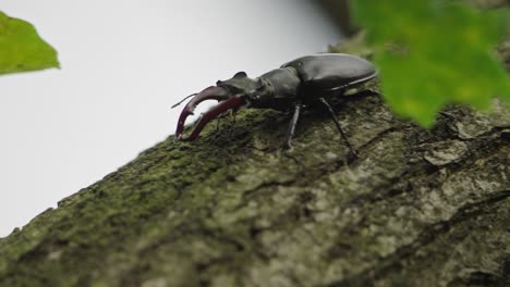 Close-up-of-a-greater-stag-beetle-as-it-emerges-from-behind-a-leaf-as-it-walks-along-a-tree-branch