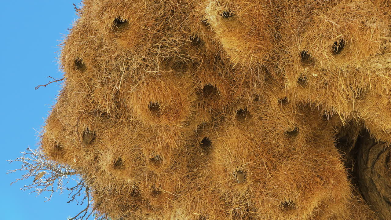 A huge nest of sociable weavers, almost taking up an entire tree. The image shows parts of the nest and the tree trunk. Birds are constantly flying in and out. Blue sky in the background.
