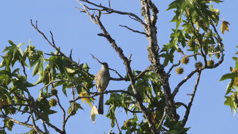 A-mockingbird-perched-on-a-small-branch-in-the-morning