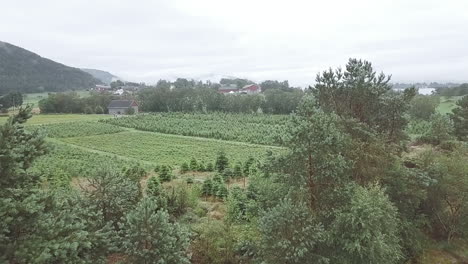 Reveal-shot-of-a-beautiful-christmas-tree-plantation-in-Norway