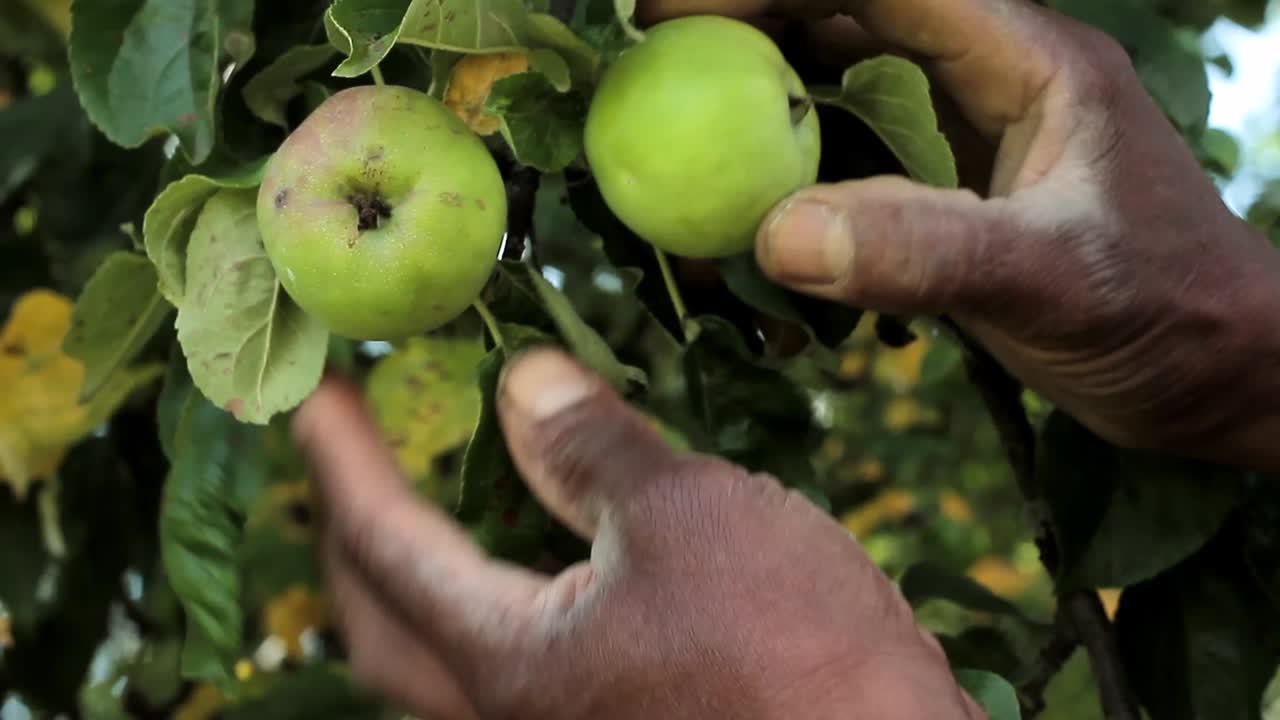 Filmato di repertorio di una mano che raccoglie mele verdi nel giardino in estate