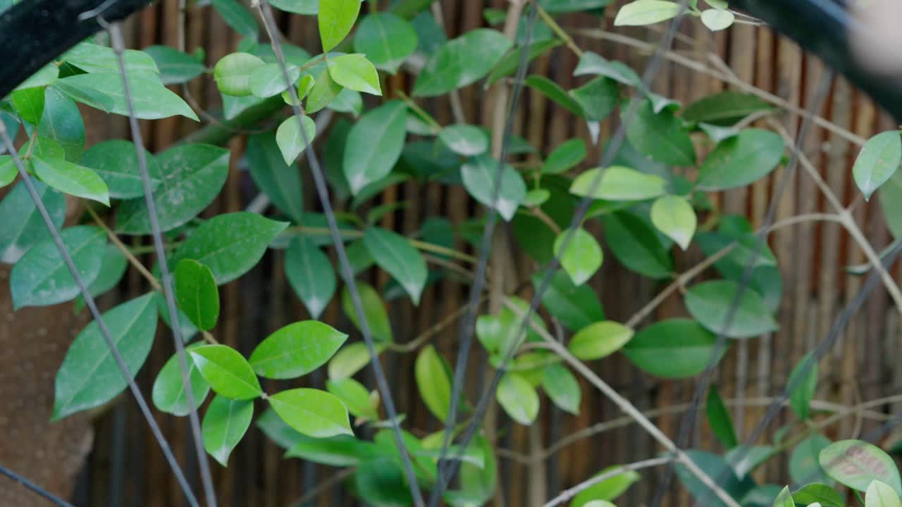 Static shot of some leaves in the garden shot through a bicycle wheel