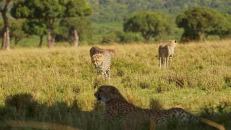 Cámara-Lenta-De-Jóvenes-Cachorros-De-Guepardo-Caminando-En-Las-Llanuras-De-La-Sabana-En-Kenia,-áfrica,-Para-Unirse-A-La-Madre,-Familia-En-El-Paisaje-De-La-Sabana-De-Masai-Mara-En-Masai-Mara,-Animales-Africanos-De-Safari-De-Vida-Silvestre
